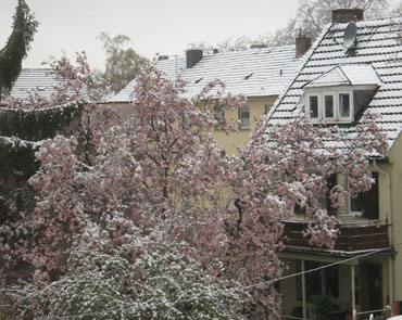 Ende der Magnolienblüte