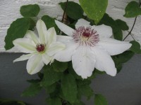 Clematis "James Mason"